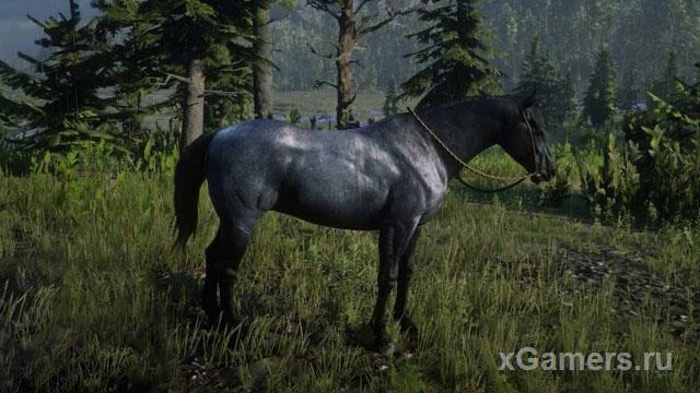 Knockout, Thoroughbred horse - a breed of horse in the game RDR 2